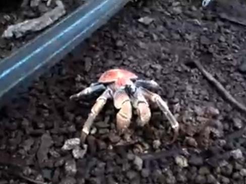 Facing My Spider Phobia (well, crabs...close enough)