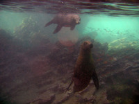 2_sea_lions