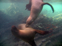 2_sea_lions2