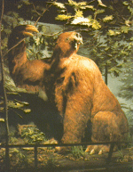 Ia_sloth_reconstruction
