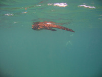Iguana_swimming